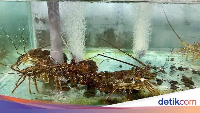 Kampung di Banyuwangi Ini Sukses Ekspor Lobster Mutiara ke China