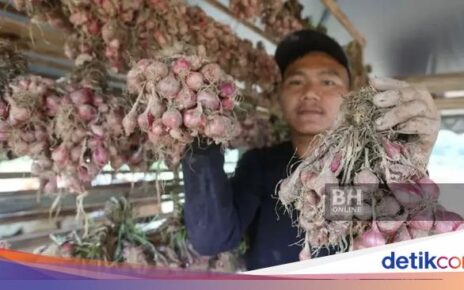 Petani Ini Raup Cuan Rp 10 Juta Berkat Budidaya Bawang Merah