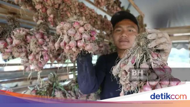 Petani Ini Raup Cuan Rp 10 Juta Berkat Budidaya Bawang Merah