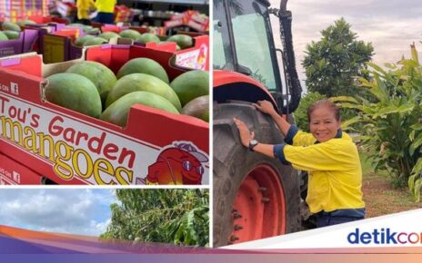 Petani di Australia Ini Sukses Bertanam Mangga, Kini Punya 70 Ribu Pohon