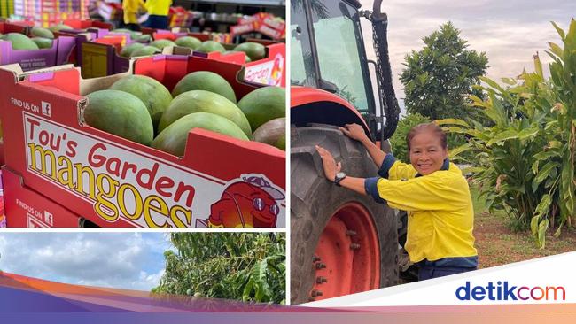 Petani di Australia Ini Sukses Bertanam Mangga, Kini Punya 70 Ribu Pohon